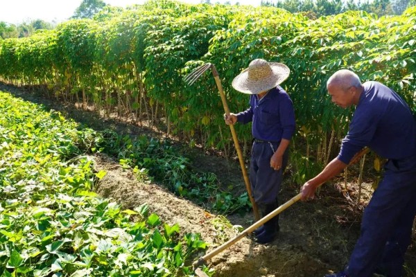 红薯怎样管理，定植后7-10天就要施加苗肥