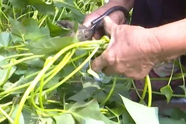 红薯怎样管理，定植后7-10天就要施加苗肥