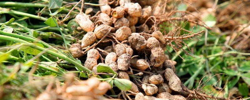 花生为什么会烂果，可能是雨水过大、遭受蛴螬危害等因素造成