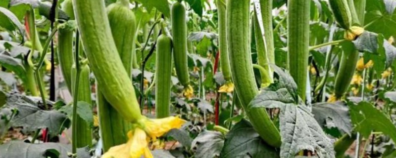 大棚丝瓜怎么蘸花，从下向上进行