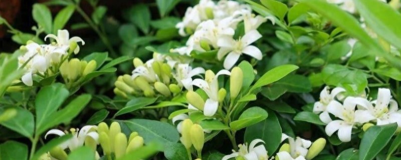 九里香小苗的造型方法，一般采取套环定型的方式