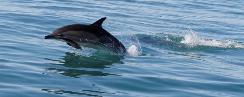 海豚属不属于鱼类，不属于鱼类