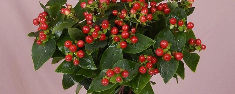 怎么养红果金丝桃插花，通过泡水的方法来养护