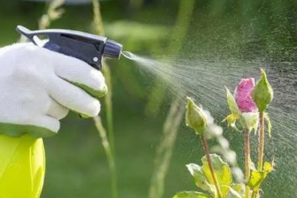 自制硼肥的方法，将硼砂兑水拌匀即可喷施