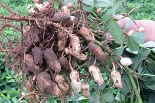 花生为什么会烂果,可能是雨水过大、遭受蛴螬危害等因素造成