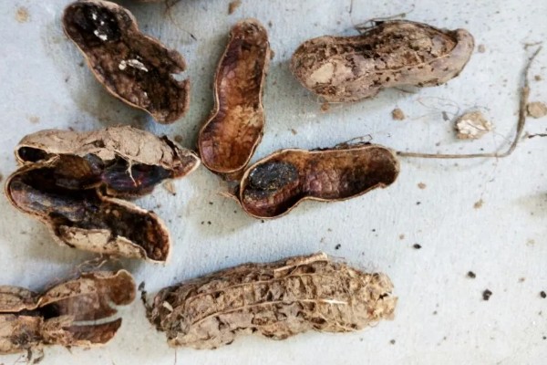 花生为什么会烂果,可能是雨水过大、遭受蛴螬危害等因素造成