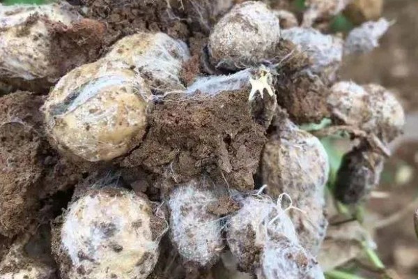 花生为什么会烂果,可能是雨水过大、遭受蛴螬危害等因素造成