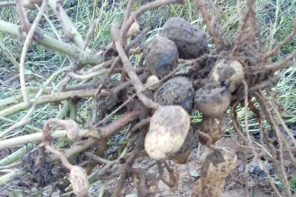 花生为什么会烂果,可能是雨水过大、遭受蛴螬危害等因素造成