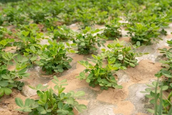 花生为什么会烂果,可能是雨水过大、遭受蛴螬危害等因素造成