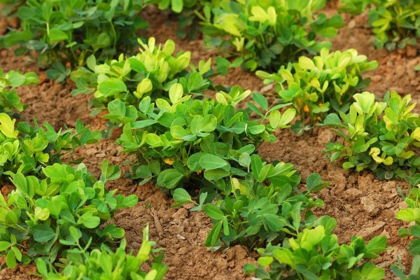花生为什么会烂果,可能是雨水过大、遭受蛴螬危害等因素造成