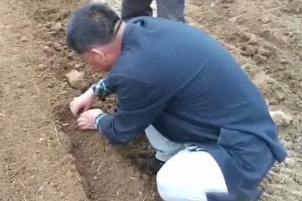 花生为什么会烂果,可能是雨水过大、遭受蛴螬危害等因素造成