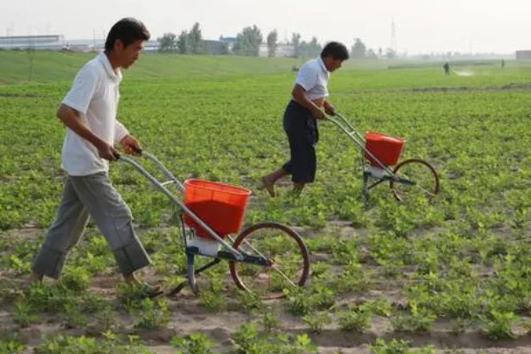 花生为什么会烂果,可能是雨水过大、遭受蛴螬危害等因素造成