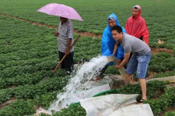 花生为什么会烂果,可能是雨水过大、遭受蛴螬危害等因素造成