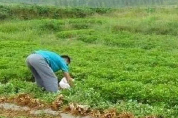 花生为什么会烂果,可能是雨水过大、遭受蛴螬危害等因素造成
