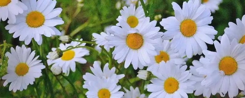 雏菊冬季养殖方法，把室温保持在18-22℃