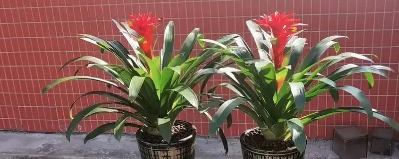 为什么鸿运当头不开花，可能是光照不足所致