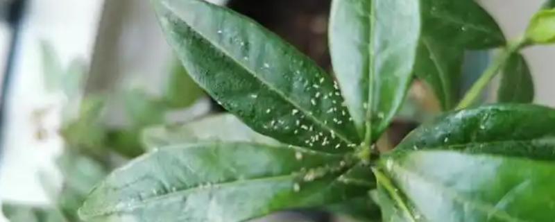 栀子花有白色的虫子怎么处理，可以通过药剂消灭害虫