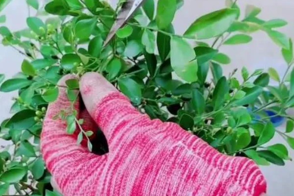 九里香小苗的造型方法，一般采取套环定型的方式