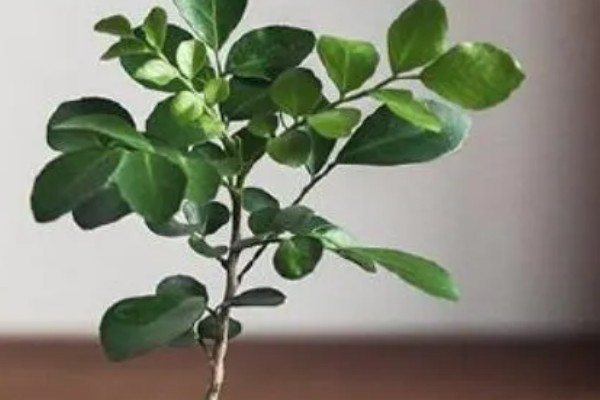 九里香小苗的造型方法，一般采取套环定型的方式