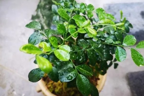 九里香小苗的造型方法，一般采取套环定型的方式