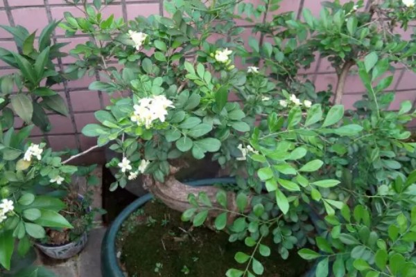 九里香小苗的造型方法，一般采取套环定型的方式