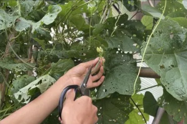 大棚丝瓜怎么蘸花，从下向上进行