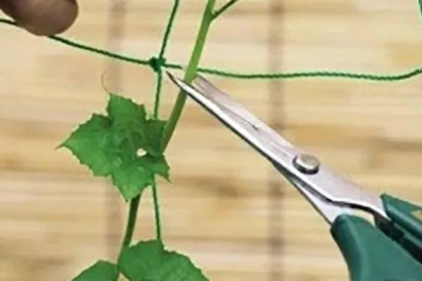 大棚丝瓜怎么蘸花，从下向上进行