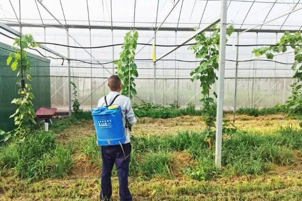 大棚丝瓜怎么蘸花，从下向上进行