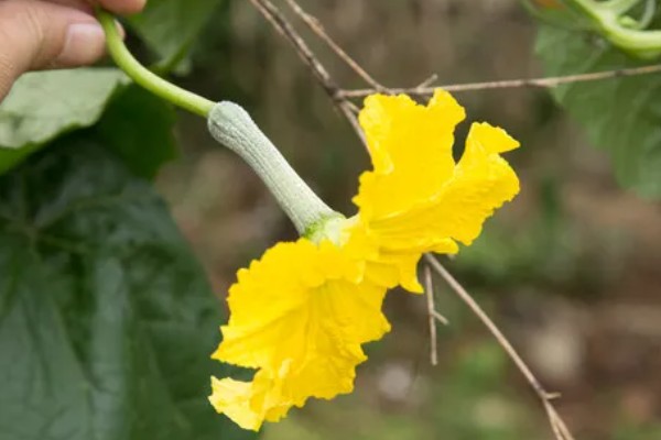 大棚丝瓜怎么蘸花，从下向上进行