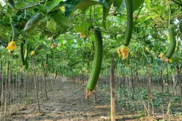 大棚丝瓜怎么蘸花，从下向上进行