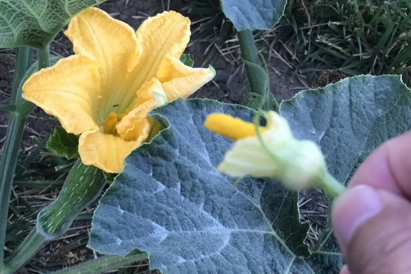 大棚丝瓜怎么蘸花，从下向上进行