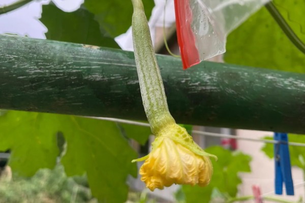大棚丝瓜怎么蘸花，从下向上进行