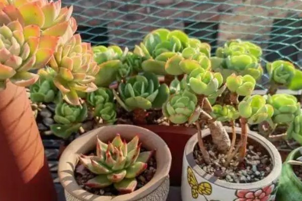 多肉的控型方法，光照充足时植株会更紧凑