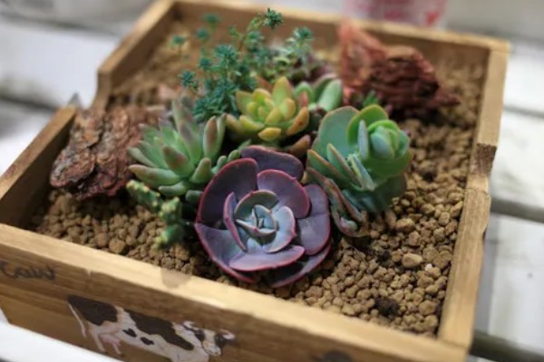 多肉的控型方法，光照充足时植株会更紧凑