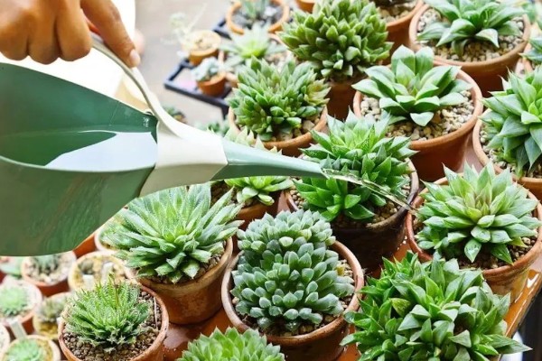 多肉的控型方法，光照充足时植株会更紧凑