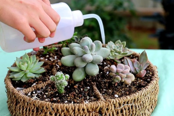 多肉的控型方法，光照充足时植株会更紧凑