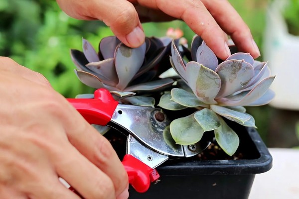 多肉的控型方法，光照充足时植株会更紧凑