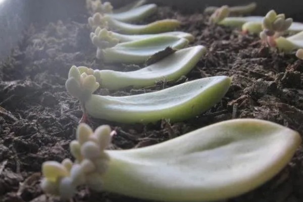 多肉的控型方法，光照充足时植株会更紧凑