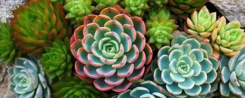 多肉的控型方法，光照充足时植株会更紧凑