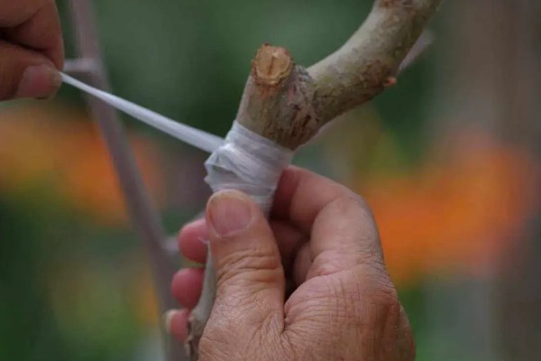 桃树的嫁接方法，可以在春季4-6月份进行