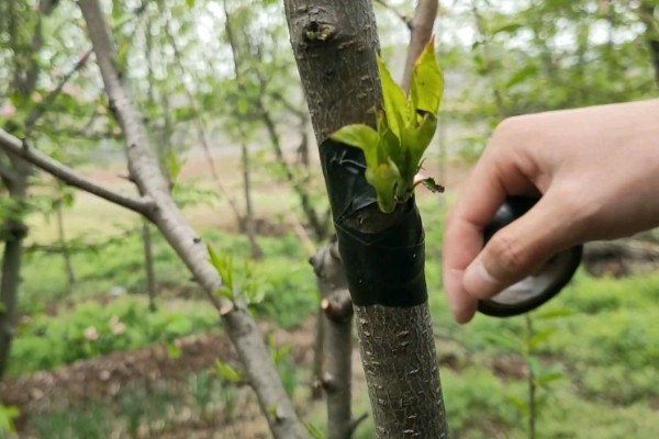 桃树的嫁接方法，可以在春季4-6月份进行