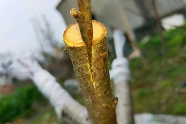 桃树的嫁接方法，可以在春季4-6月份进行