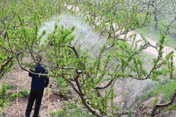 桃树的嫁接方法，可以在春季4-6月份进行