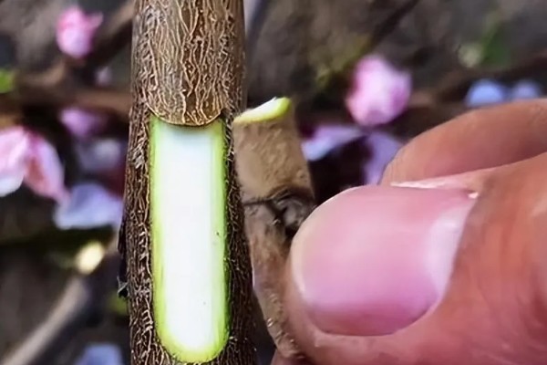 桃树的嫁接方法，可以在春季4-6月份进行