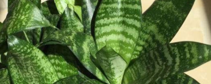 猫耳兰和虎皮兰的区别，种属和叶片均不同