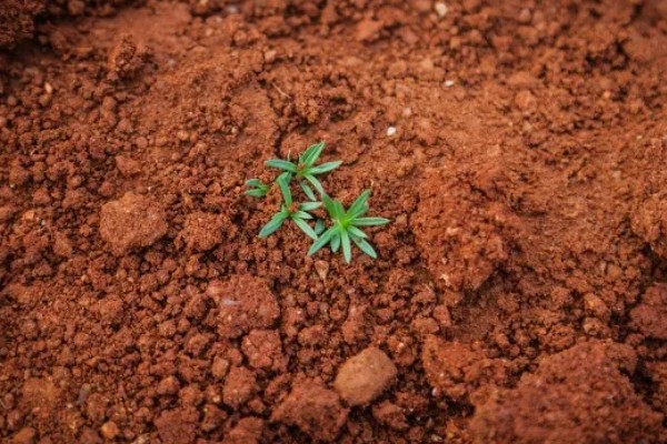 土壤全氮的含量,一般是每千克0.4g-3.8g