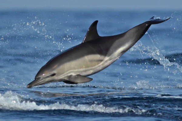 海豚属不属于鱼类，不属于鱼类