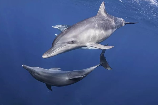 海豚属不属于鱼类，不属于鱼类