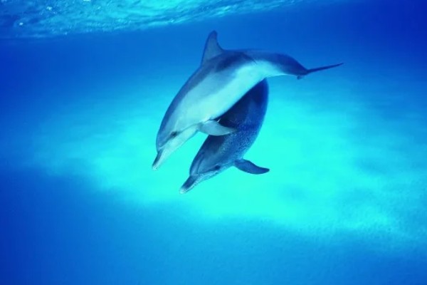 海豚属不属于鱼类，不属于鱼类