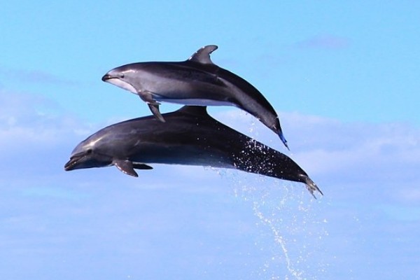 海豚属不属于鱼类，不属于鱼类